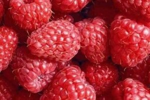 Rubus idaeus 'Malling Promise' rood ZOMER geen maat specificatie cont. 3,0L - afbeelding 2