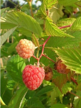 Rubus idaeus 'September' rood ZOMER/HERFST 1jr. A kwal. wortelgoed struik