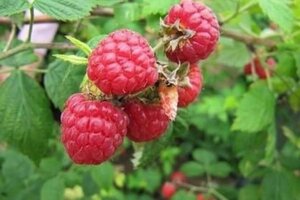 Rubus i.'Zefa Herbsternte' rood HERFST 1jr. A kwal. wortelgoed struik