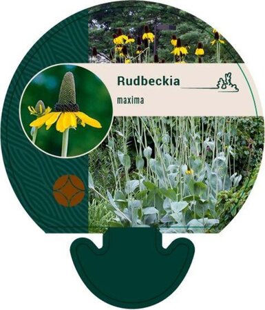 Rudbeckia maxima geen maat specificatie 0,55L/P9cm