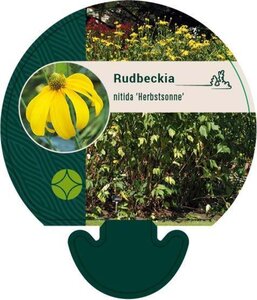 Rudbeckia nitida 'Herbstsonne' geen maat specificatie 0,55L/P9cm - afbeelding 4