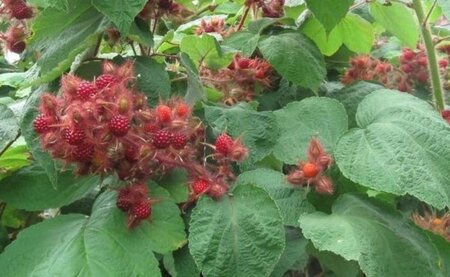 Rubus phoenicolasius geen maat specificatie container - afbeelding 3