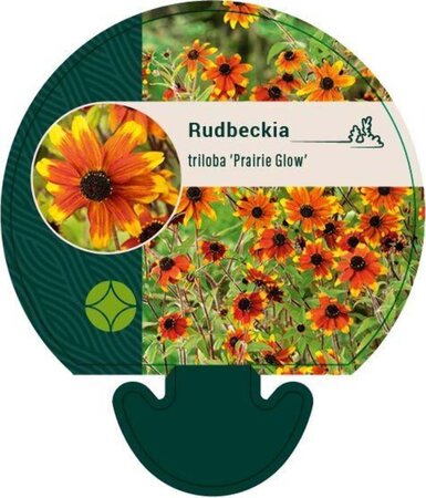Rudbeckia triloba 'Prairie Glow' geen maat specificatie 0,55L/P9cm - afbeelding 3