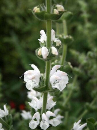 Salvia argentea geen maat specificatie 0,55L/P9cm - afbeelding 1