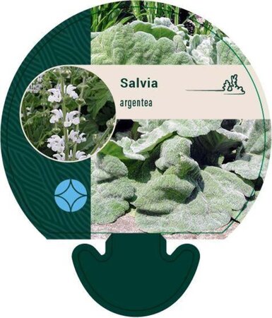 Salvia argentea geen maat specificatie 0,55L/P9cm - afbeelding 5