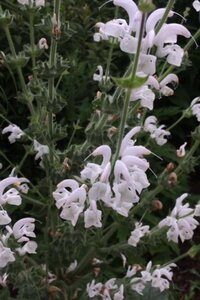 Salvia argentea geen maat specificatie 0,55L/P9cm - afbeelding 3