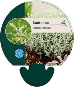 Santolina chamaecyparissus geen maat specificatie 0,55L/P9cm - afbeelding 6