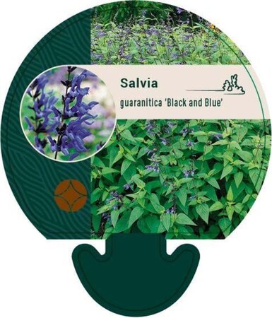 Salvia g. 'Black and Blue' geen maat specificatie 0,55L/P9cm
