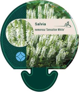 Salvia nem. Sensation White geen maat specificatie 0,55L/P9cm