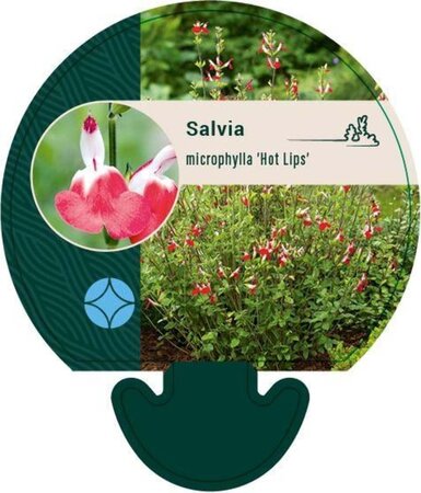 Salvia micr. 'Hot Lips' geen maat specificatie 0,55L/P9cm - afbeelding 1