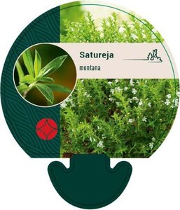 Satureja montana geen maat specificatie 0,55L/P9cm - afbeelding 5