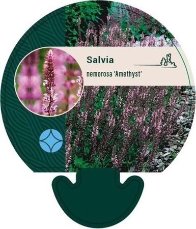 Salvia nem. 'Amethyst' geen maat specificatie 0,55L/P9cm