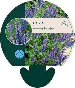 Salvia nem. 'Blauhügel' geen maat specificatie 0,55L/P9cm - afbeelding 1