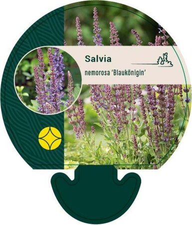 Salvia nem. 'Blaukönigin' geen maat specificatie 0,55L/P9cm