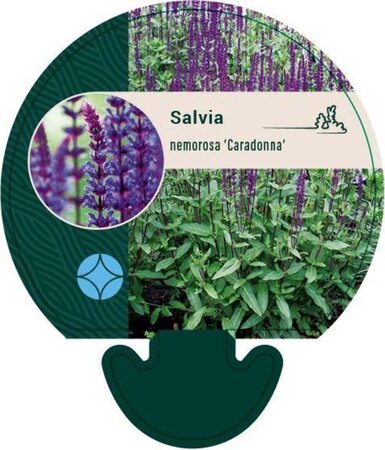 Salvia nem. 'Caradonna' geen maat specificatie 0,55L/P9cm