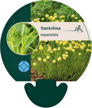Santolina rosmarinifolia geen maat specificatie 0,55L/P9cm - afbeelding 2
