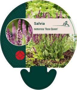 Salvia nem. 'Rose Queen' geen maat specificatie 0,55L/P9cm