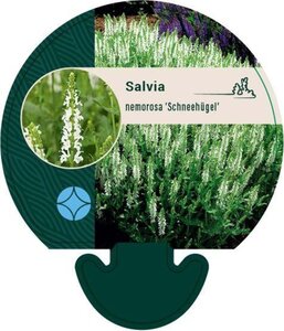 Salvia nem. 'Schneehügel' geen maat specificatie 0,55L/P9cm - afbeelding 2