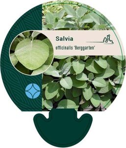 Salvia off. 'Berggarten' geen maat specificatie 0,55L/P9cm - afbeelding 5