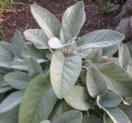 Salvia off. 'Berggarten' geen maat specificatie 0,55L/P9cm - afbeelding 2