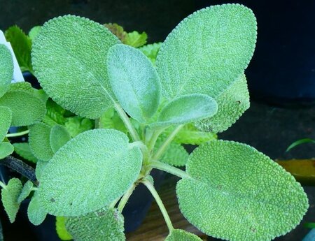 Salvia off. 'Berggarten' geen maat specificatie 0,55L/P9cm - image 3