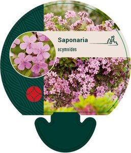 Saponaria ocymoides geen maat specificatie 0,55L/P9cm - afbeelding 3