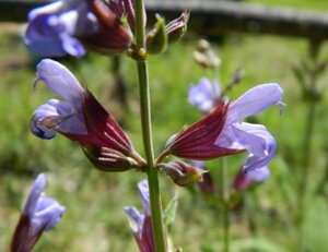 Salvia officinalis geen maat specificatie 0,55L/P9cm - afbeelding 2