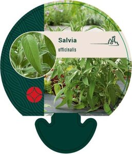 Salvia officinalis geen maat specificatie 0,55L/P9cm - afbeelding 4