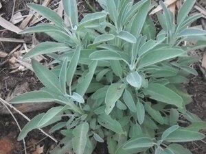 Salvia officinalis geen maat specificatie 0,55L/P9cm - afbeelding 3