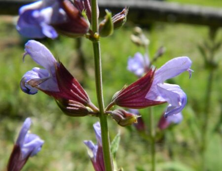 Salvia officinalis geen maat specificatie 0,55L/P9cm - image 2