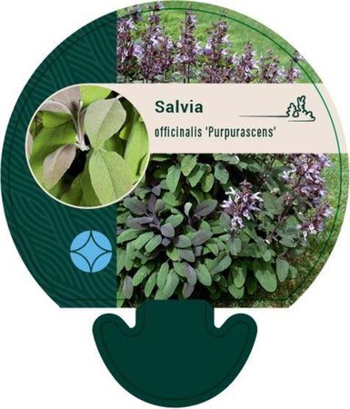 Salvia off. 'Purpurascens' geen maat specificatie 0,55L/P9cm - afbeelding 4