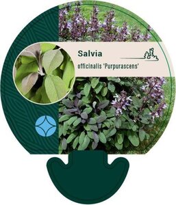 Salvia off. 'Purpurascens' geen maat specificatie 0,55L/P9cm - image 4