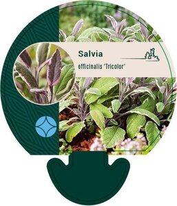 Salvia off. 'Tricolor' geen maat specificatie 0,55L/P9cm - afbeelding 3