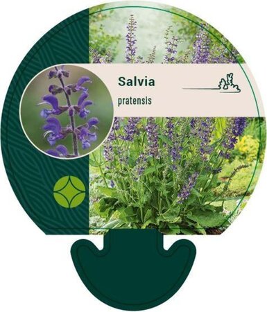 Salvia pratensis geen maat specificatie 0,55L/P9cm - afbeelding 4
