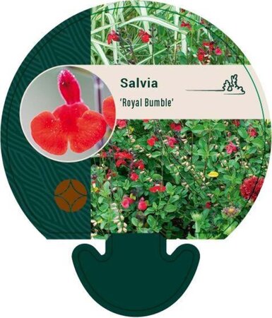 Salvia microphylla 'Royal Bumble' ® geen maat specificatie 0,55L/P9cm