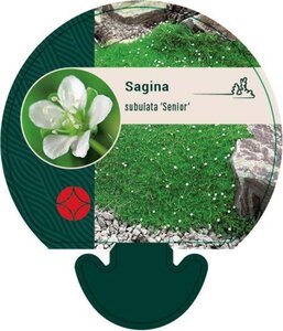 Sagina subulata 'Senior' geen maat specificatie 0,55L/P9cm - afbeelding 4