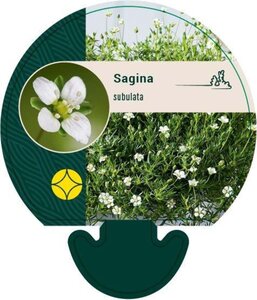 Sagina subulata geen maat specificatie 0,55L/P9cm - afbeelding 4