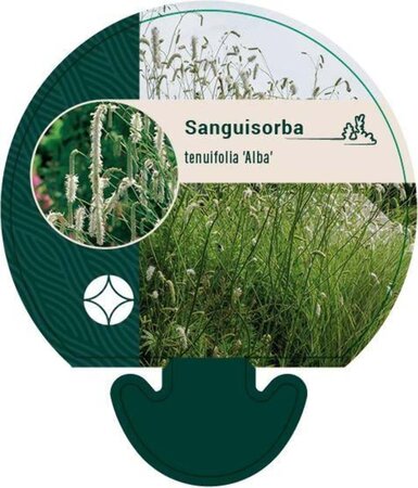 Sanguisorba tenuifolia alba geen maat specificatie 0,55L/P9cm
