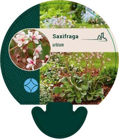 Saxifraga urbium geen maat specificatie 0,55L/P9cm - afbeelding 2