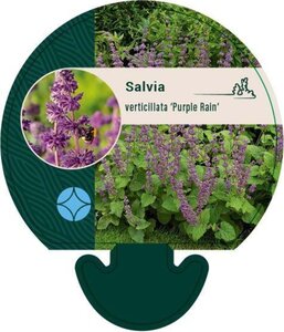 Salvia vert. 'Purple Rain' geen maat specificatie 0,55L/P9cm - afbeelding 1