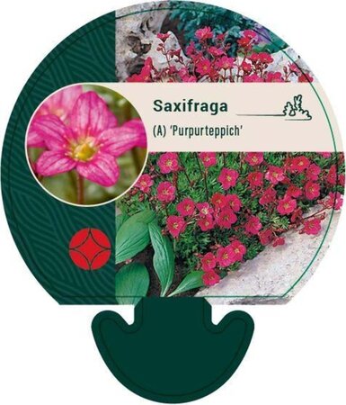 Saxifraga (A) 'Purpurteppich' geen maat specificatie 0,55L/P9cm - afbeelding 1