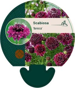 Scabiosa 'Barocca' geen maat specificatie 0,55L/P9cm