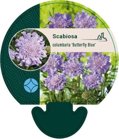 Scabiosa col. 'Butterfly Blue' geen maat specificatie 0,55L/P9cm
