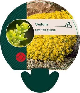 Sedum acre 'Yellow Queen' geen maat specificatie 0,55L/P9cm - afbeelding 1