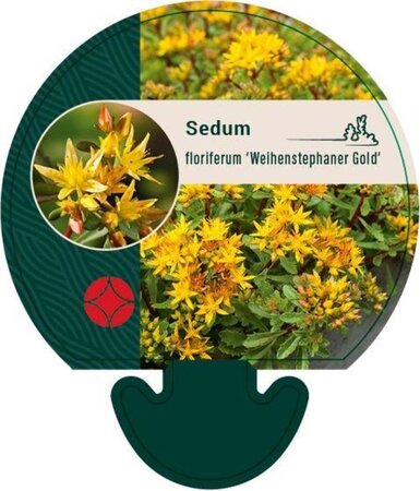 Sedum flor. 'Weihenstephaner Gold' geen maat specificatie 0,55L/P9cm - afbeelding 3