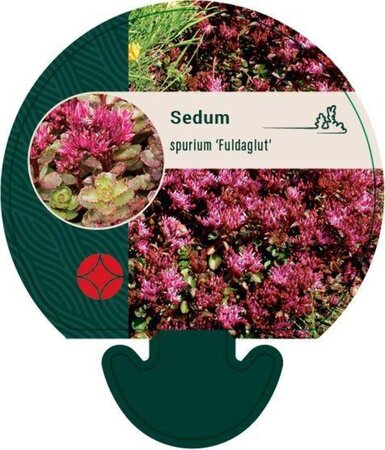 Sedum spurium 'Fuldaglut' geen maat specificatie 0,55L/P9cm - afbeelding 3