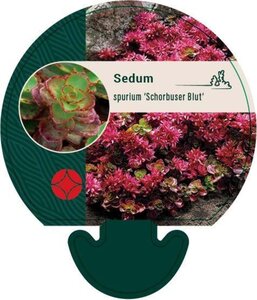 Sedum spurium 'Schorbuser Blut' geen maat specificatie 0,55L/P9cm - afbeelding 2
