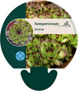 Sempervivum tectorum geen maat specificatie 0,55L/P9cm - afbeelding 4