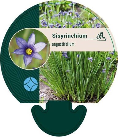 Sisyrinchium angustifolium geen maat specificatie 0,55L/P9cm - afbeelding 2