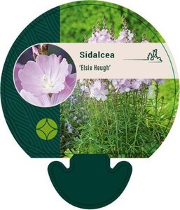 Sidalcea 'Elsie Heugh' geen maat specificatie 0,55L/P9cm - afbeelding 3